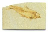 Fossil Fish (Knightia) - Wyoming #289898-1